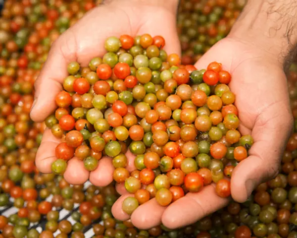 Tomate Perla - Tomate Mini, Alta Calidad, Cultivo Limpio