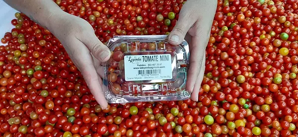 Tomate Perla