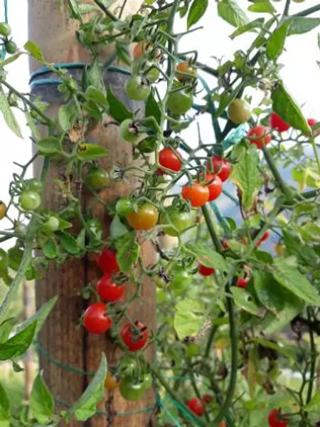 Tomate Perla - Tomate Mini, Alta Calidad, Cultivo Limpio