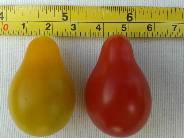 Tomate Pera