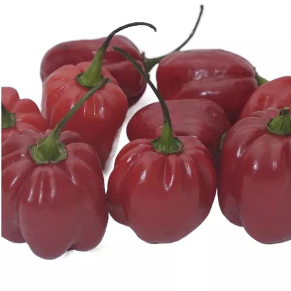 Chile Habanero Caribe Rojo