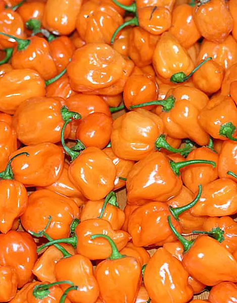 Habanero Naranja