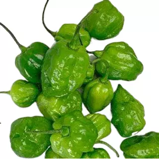 Habanero Verde