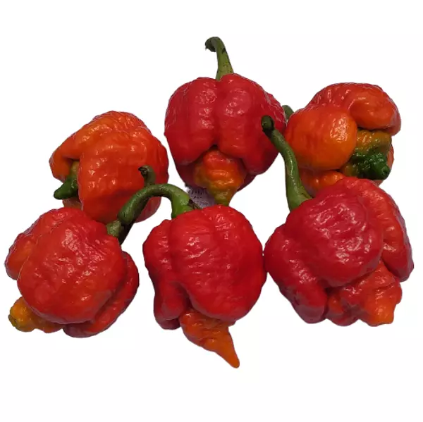 Trinidad Moruga Scorpion