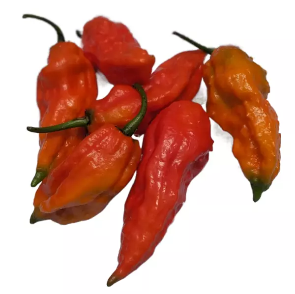 Bhut Jolokia Ghost - Fantasma