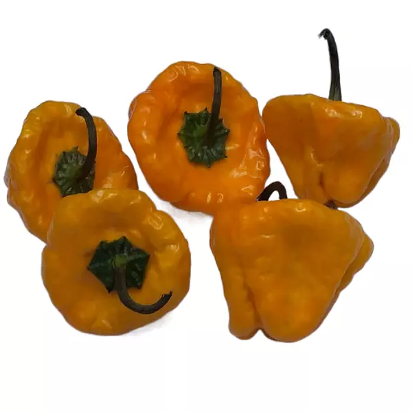 Habanero Sombrilla - Panamá